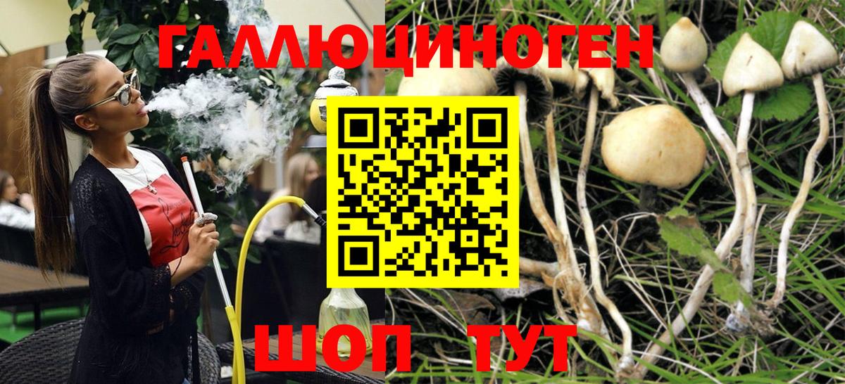 Псилоцибиновые грибы Psilocybe Саянск